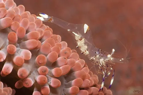 104 Clear Anemone Shrimp