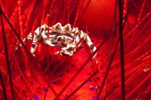 120 Zebra Urchin Crab