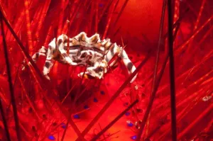 120 Zebra Urchin Crab