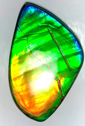 Ancient Beauty!! EXTRA LARGE!! Rainbow colors  67x40 mm  Top Grade Natural  FREE SHIPPING!  FFNT 142 Ammolite  レインボーカラー！ナチュラル　ルース　アンモライト ケース付 送料無料！