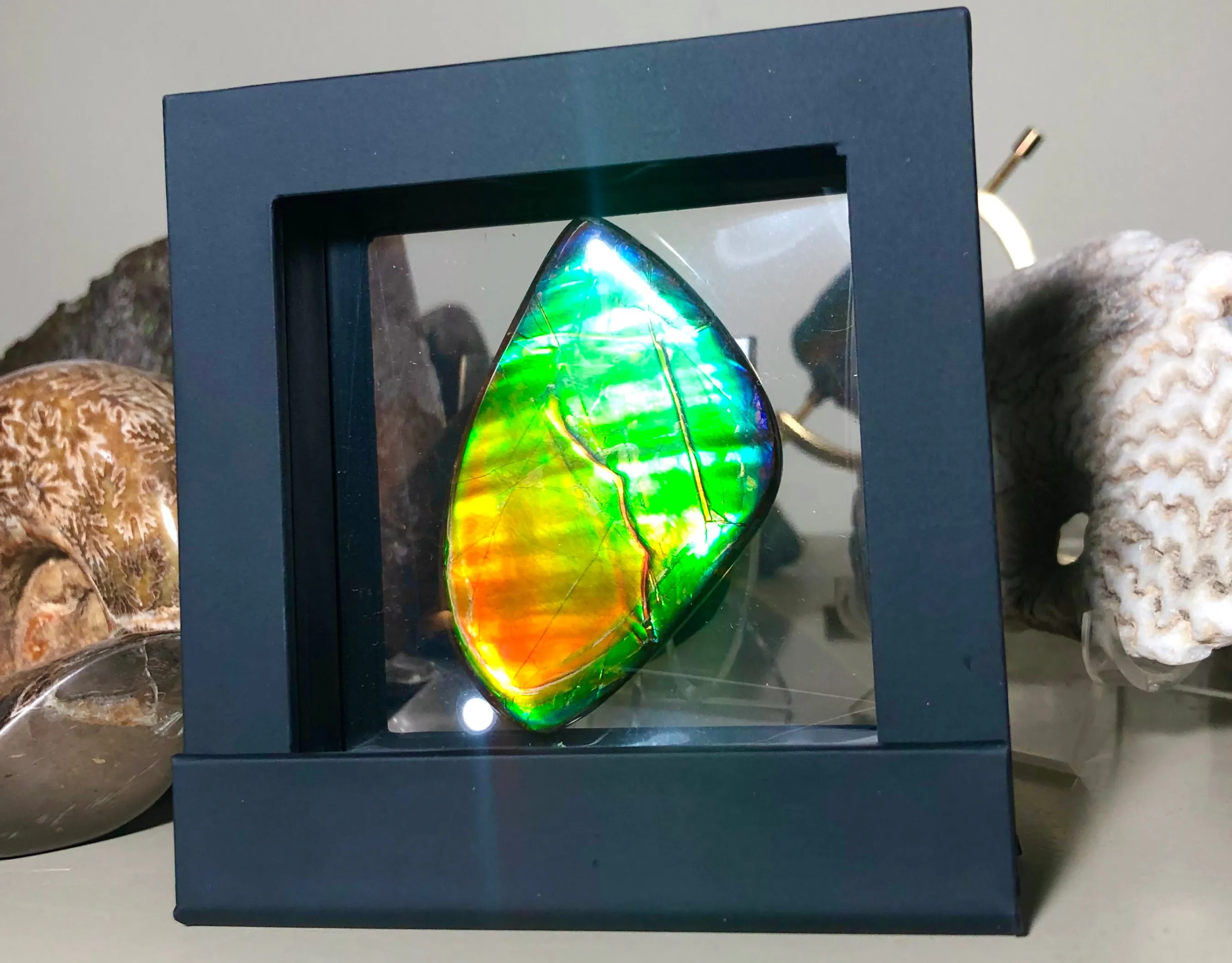 Ancient Beauty!! EXTRA LARGE!! Rainbow colors  67x40 mm  Top Grade Natural  FREE SHIPPING!  FFNT 142 Ammolite  レインボーカラー！ナチュラル　ルース　アンモライト ケース付 送料無料！
