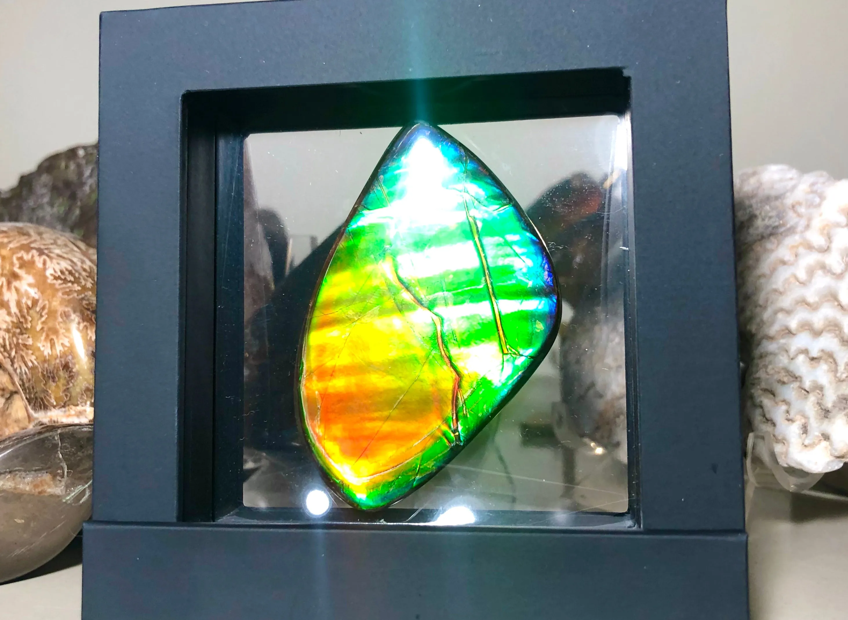 Ancient Beauty!! EXTRA LARGE!! Rainbow colors  67x40 mm  Top Grade Natural  FREE SHIPPING!  FFNT 142 Ammolite  レインボーカラー！ナチュラル　ルース　アンモライト ケース付 送料無料！