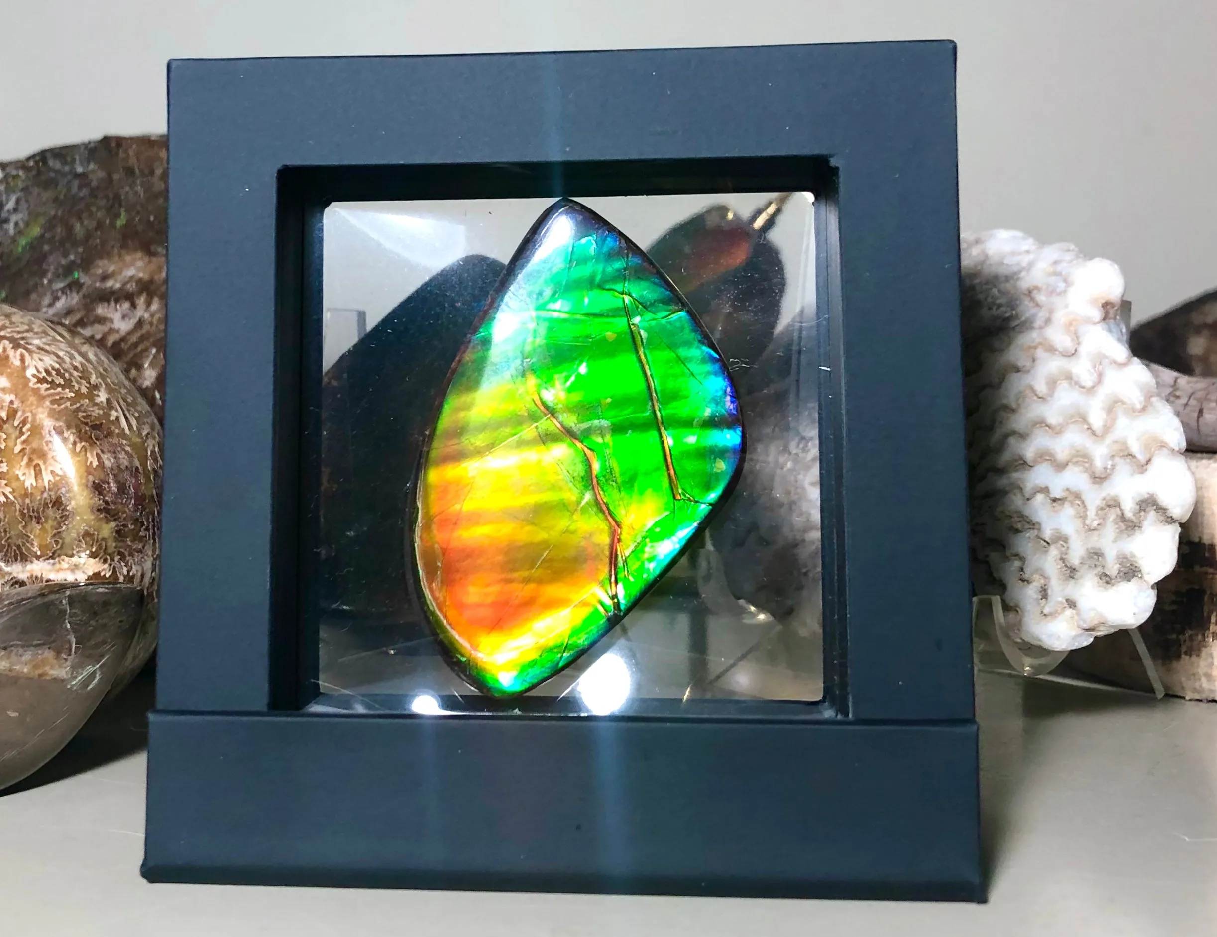 Ancient Beauty!! EXTRA LARGE!! Rainbow colors  67x40 mm  Top Grade Natural  FREE SHIPPING!  FFNT 142 Ammolite  レインボーカラー！ナチュラル　ルース　アンモライト ケース付 送料無料！