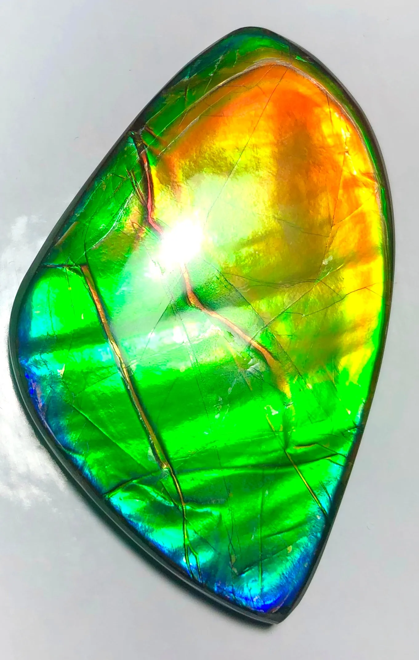Ancient Beauty!! EXTRA LARGE!! Rainbow colors  67x40 mm  Top Grade Natural  FREE SHIPPING!  FFNT 142 Ammolite  レインボーカラー！ナチュラル　ルース　アンモライト ケース付 送料無料！