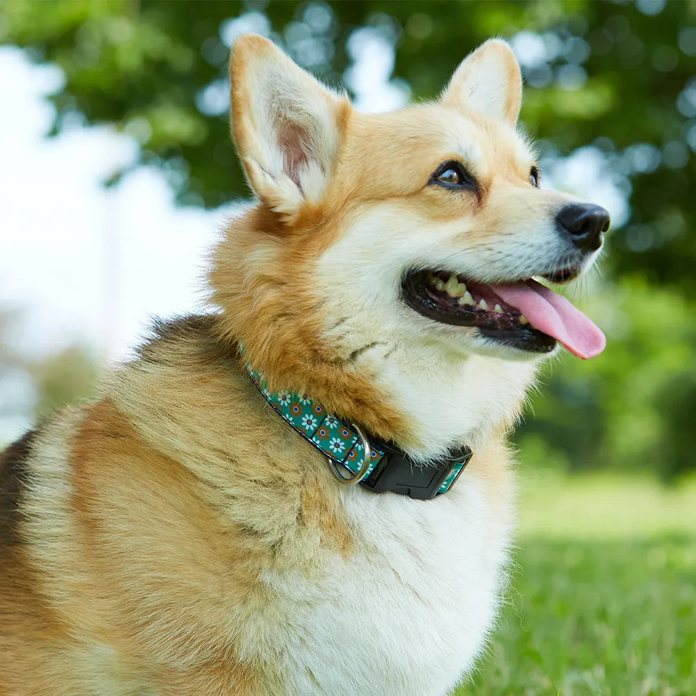 Daintree - Dog Collar