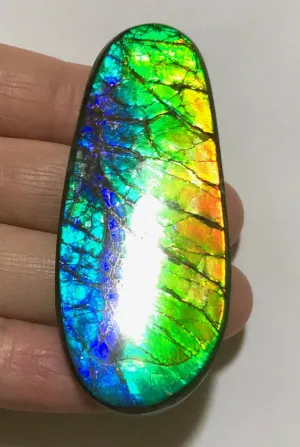 LARGE Rainbow colors  60x25 mm  Top Grade Natural  Free Form . FFNT 141 Ammolite  レインボーカラー！ナチュラル　ルース　アンモライト ケース付！