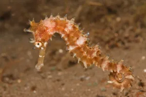 SALE - 114 Thorny Seahorse (12x18 Size)