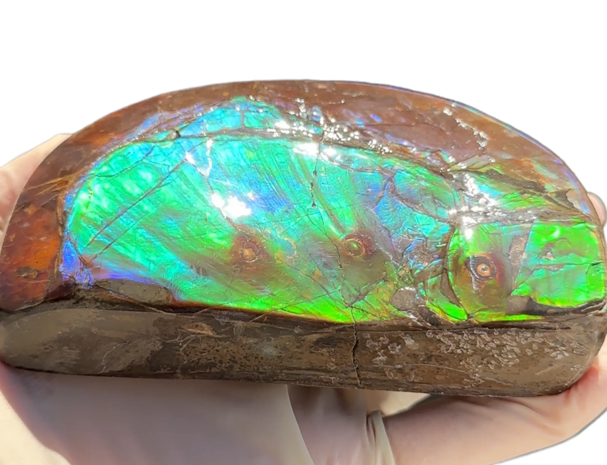 ★SALE★4.56" RARE High Grade Double-Sided Handheld Gem Specimen with horns ( nipplites)  CS-235 * Ammolite  Free Shipping! アンモライトFREE SHIPPING!