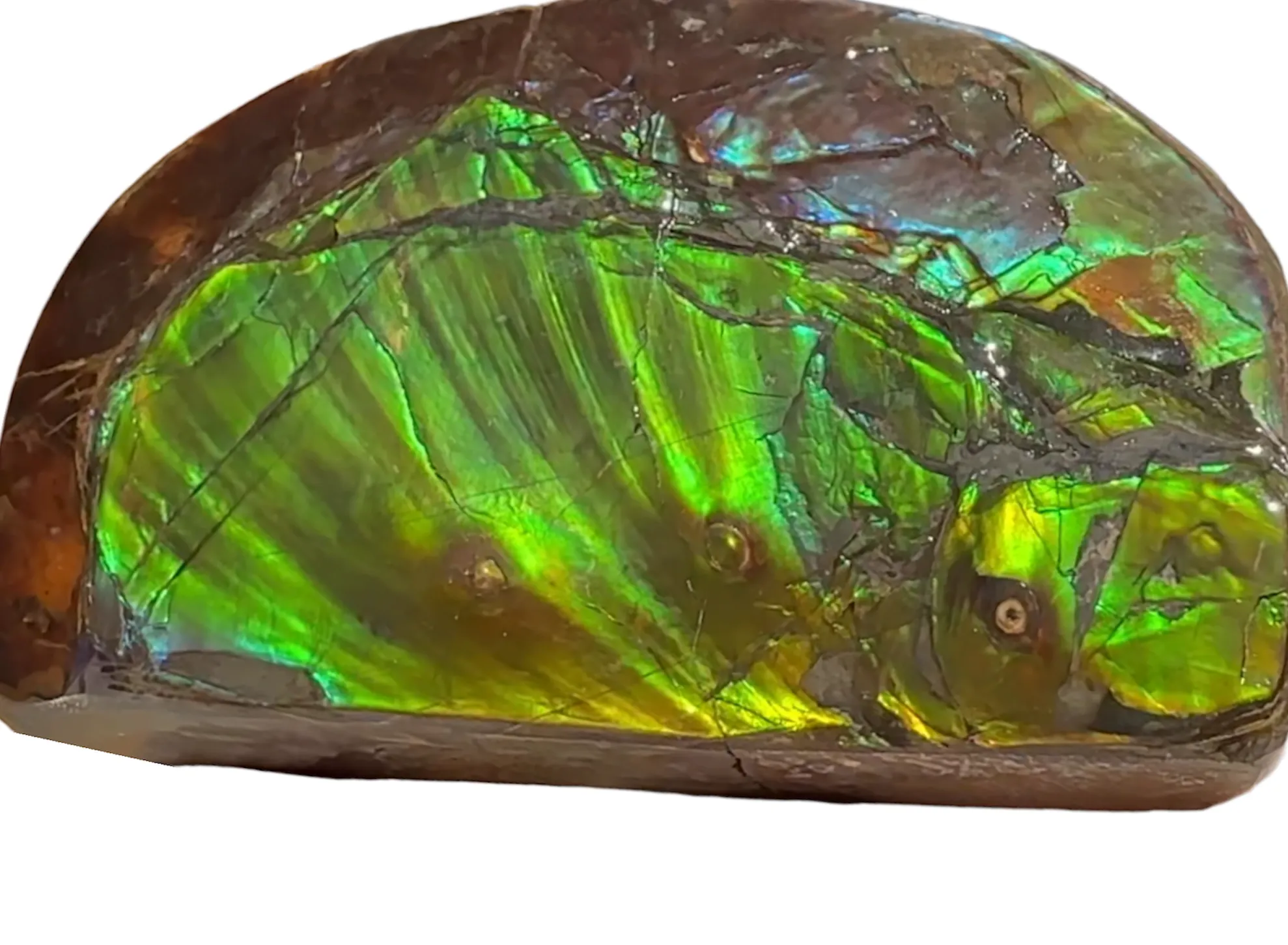 ★SALE★4.56" RARE High Grade Double-Sided Handheld Gem Specimen with horns ( nipplites)  CS-235 * Ammolite  Free Shipping! アンモライトFREE SHIPPING!