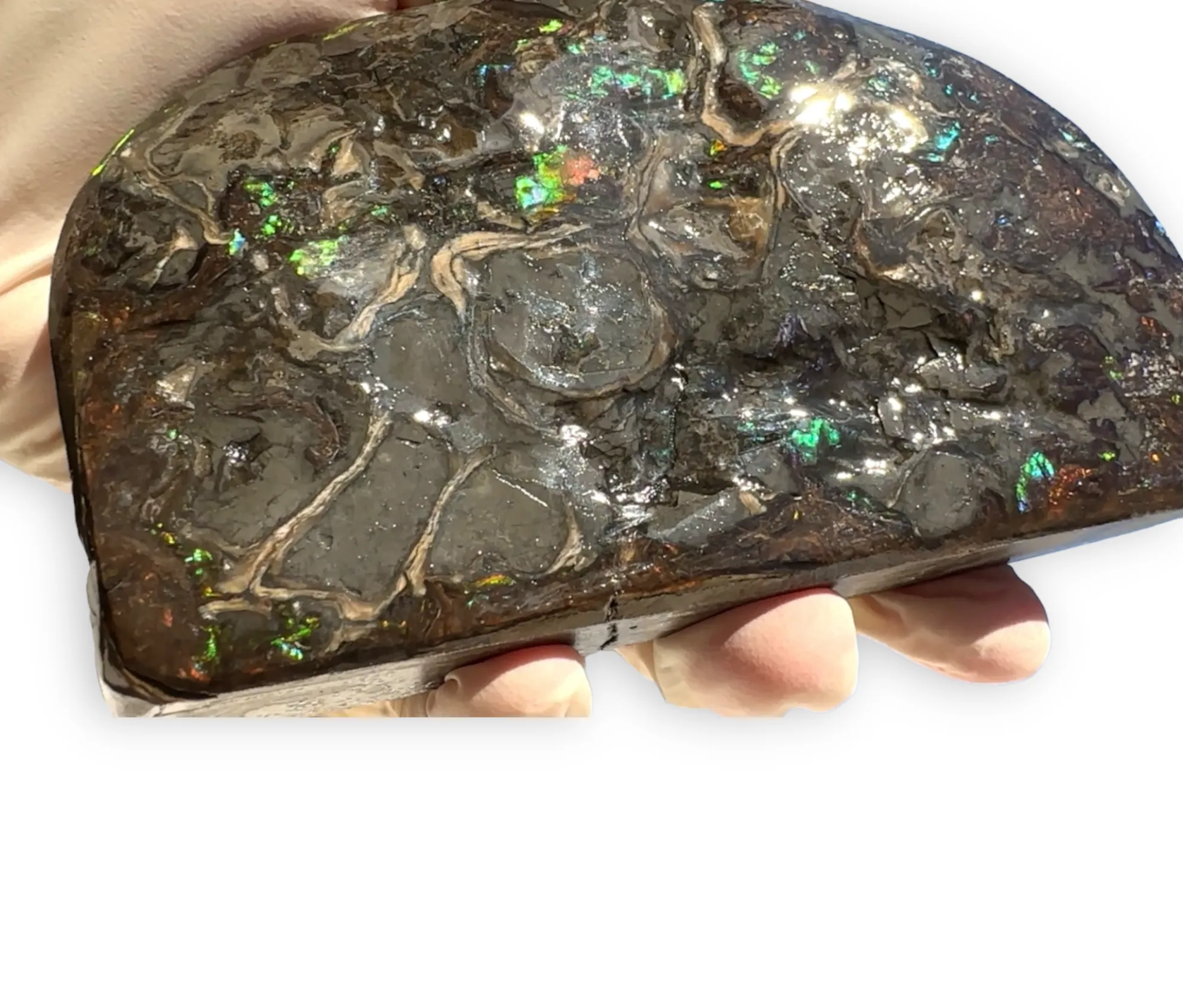 ★SALE★4.56" RARE High Grade Double-Sided Handheld Gem Specimen with horns ( nipplites)  CS-235 * Ammolite  Free Shipping! アンモライトFREE SHIPPING!