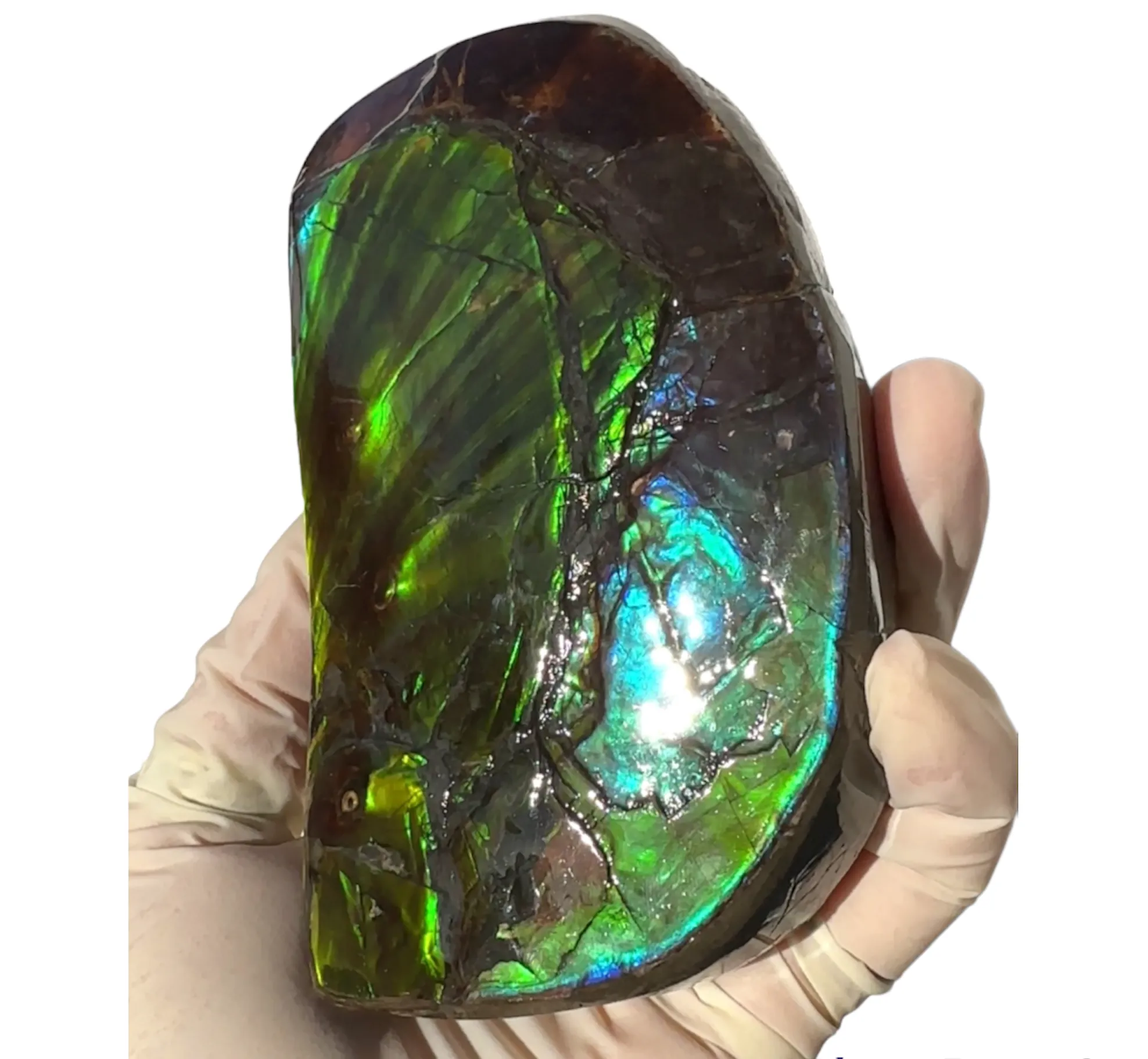 ★SALE★4.56" RARE High Grade Double-Sided Handheld Gem Specimen with horns ( nipplites)  CS-235 * Ammolite  Free Shipping! アンモライトFREE SHIPPING!