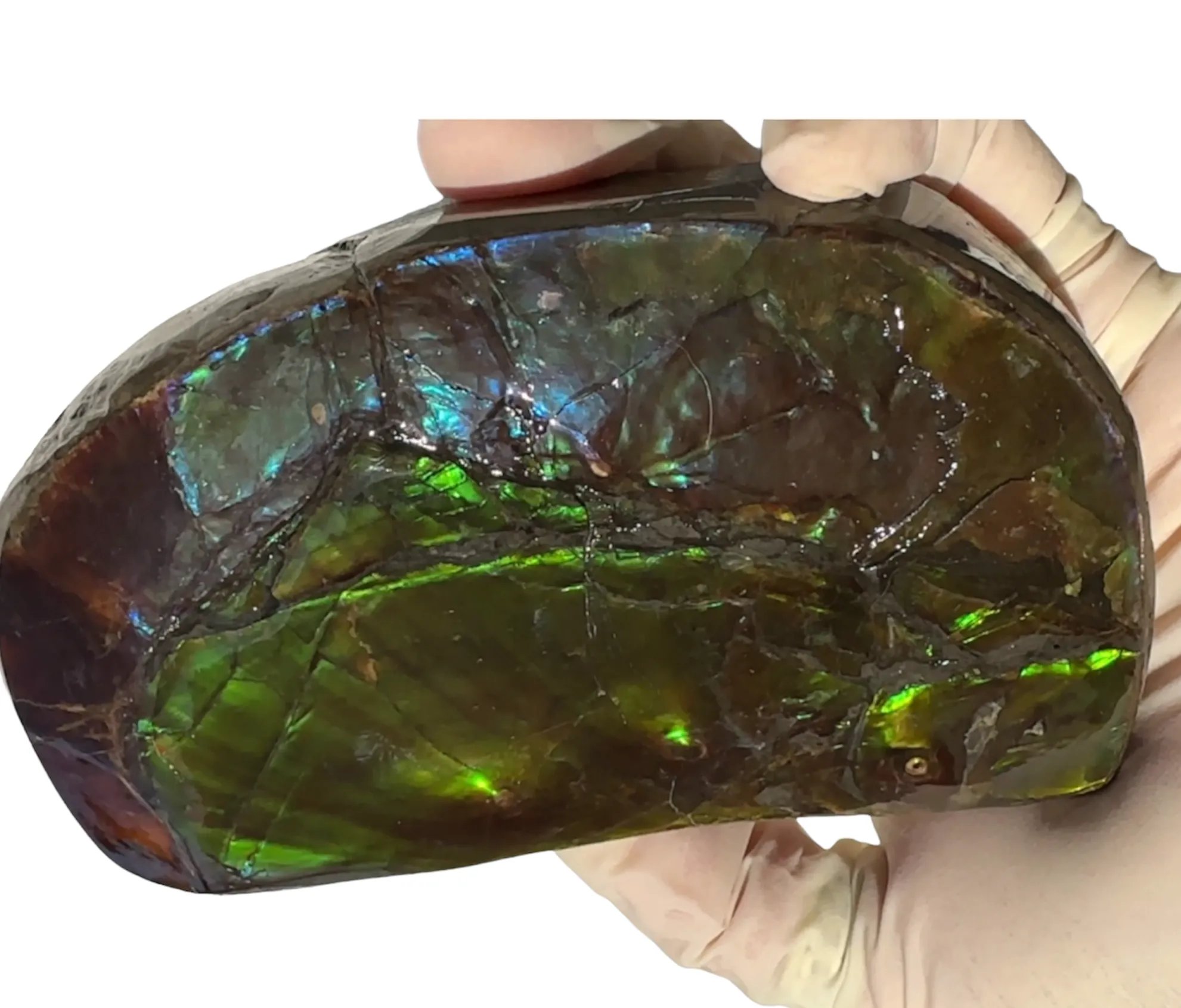 ★SALE★4.56" RARE High Grade Double-Sided Handheld Gem Specimen with horns ( nipplites)  CS-235 * Ammolite  Free Shipping! アンモライトFREE SHIPPING!