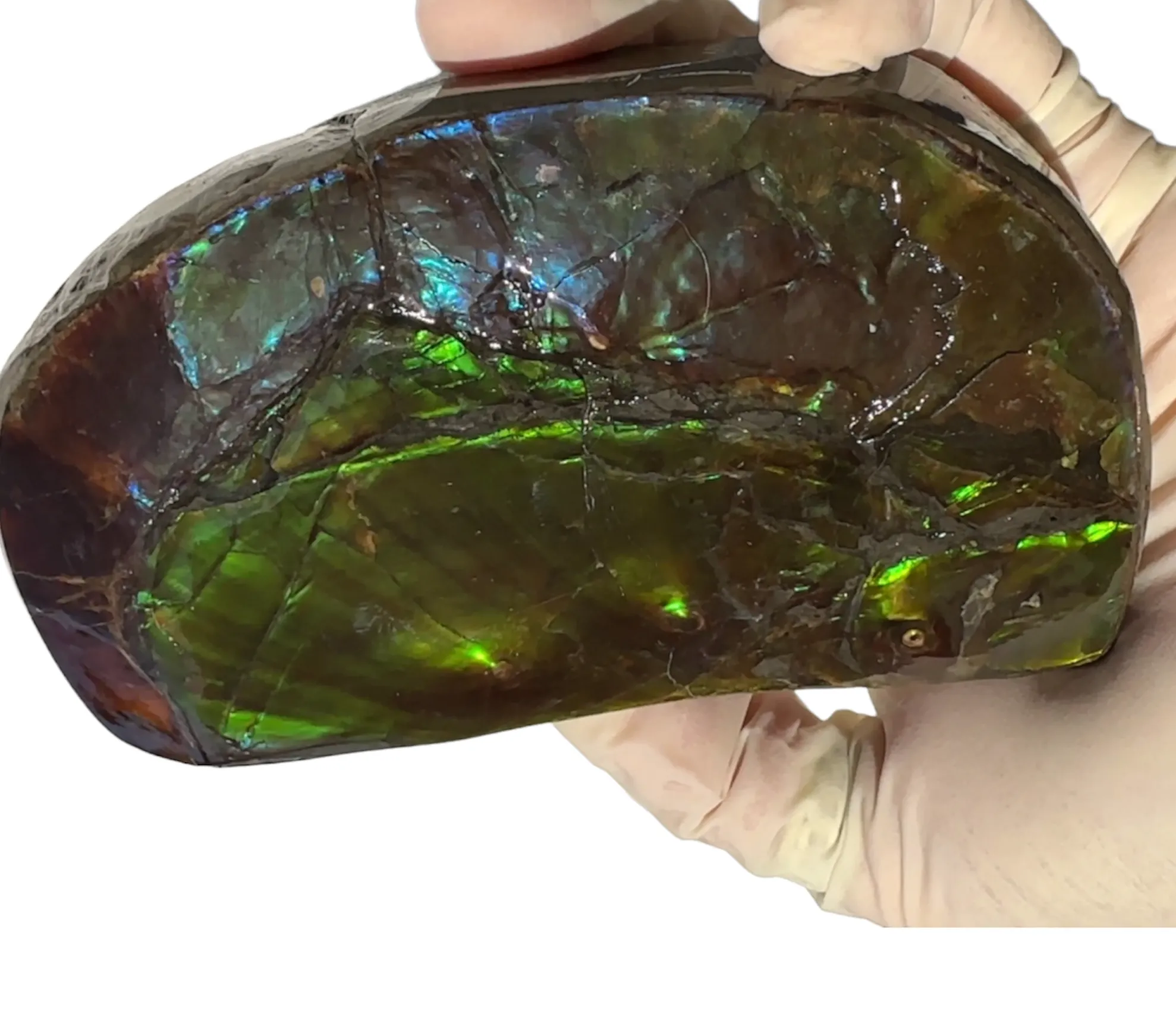 ★SALE★4.56" RARE High Grade Double-Sided Handheld Gem Specimen with horns ( nipplites)  CS-235 * Ammolite  Free Shipping! アンモライトFREE SHIPPING!